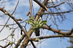 Pfarreibaum im Frühling