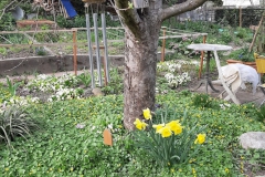 Pfarreibaum im Frühlingsgarten