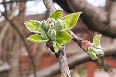 Pfarreibaum im Frühling